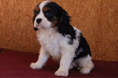 sandra female cavalier