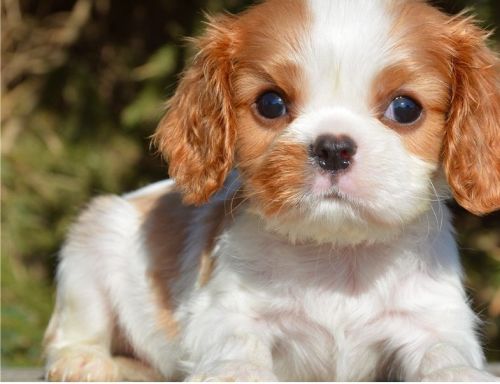 Cavalier King Charles Spaniel