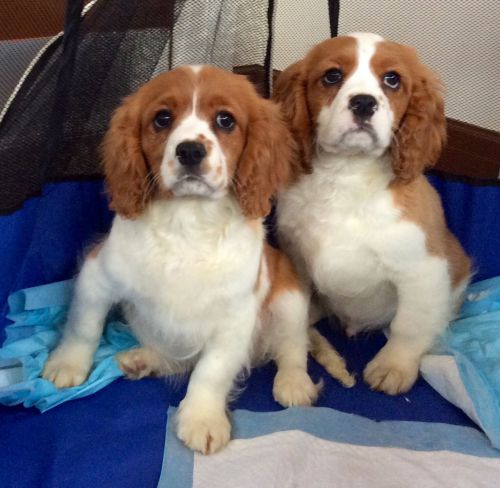 Stunning Cavalier King Charles Puppies