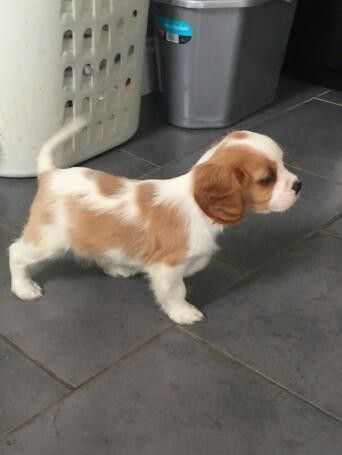 Gorgeous Cavalier King Charles Spaniel