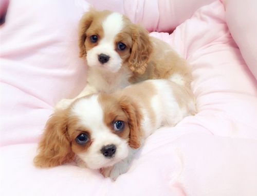 Cavalier King Charles Spaniel Puppies for Adoption (***) ***-***0