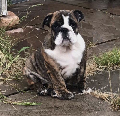 Cavalier King Charles For Stud Ruby Health Tested