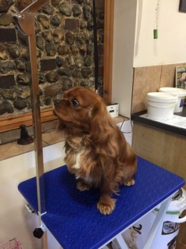 Ruby Cavalier King Charles For Stud