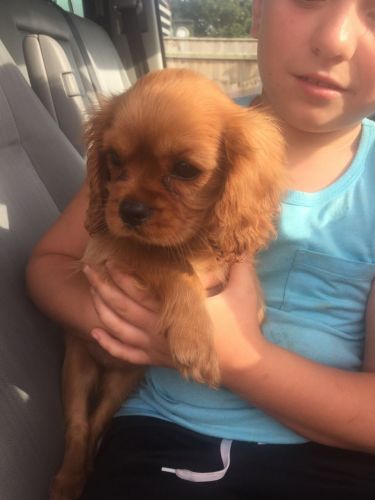 Cavalier King Charles Puppies .