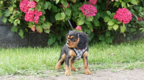 2 Cavalier King Charles Spaniels For Sale
