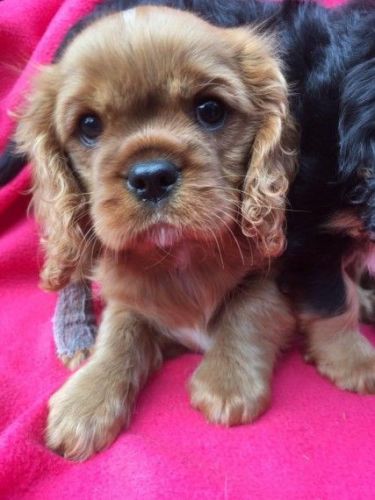 Cavalier King Charles Spaniel Puppies