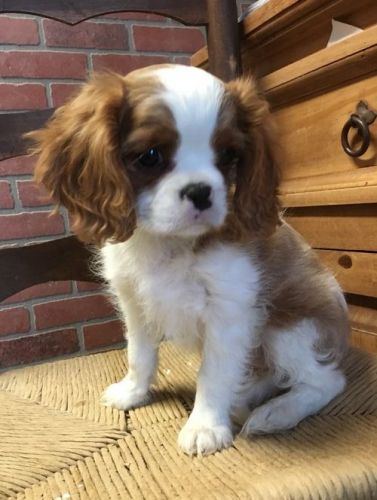 Home raised King Charles Spaniel puppies