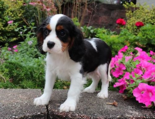 Cavalier King Charles Puppies