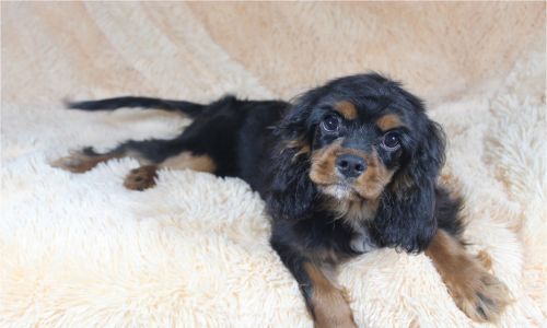 AKC Cavalier King Charles Spaniel