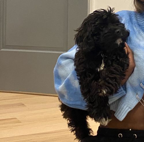 3 month old Cavaliar Mix Puppy!