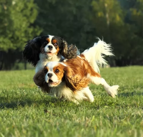 cavalier king charles spaniel dogs - caring