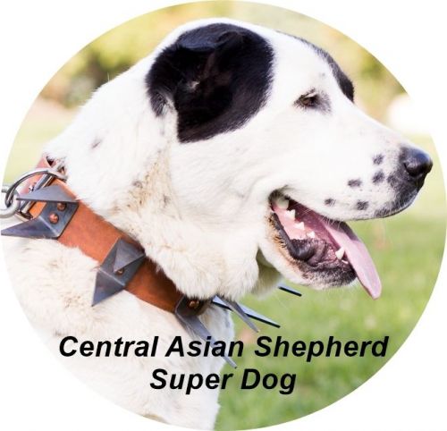 Central asian shepherd puppies