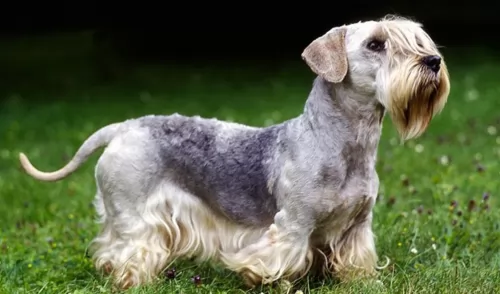 cesky terrier dog - characteristics