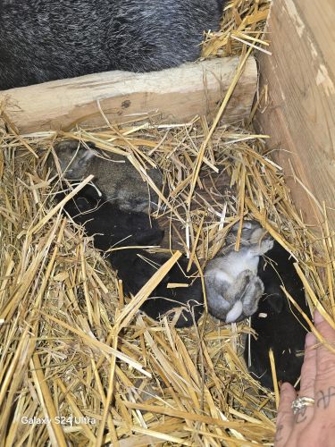 Babies lil baby rabbits ready in november