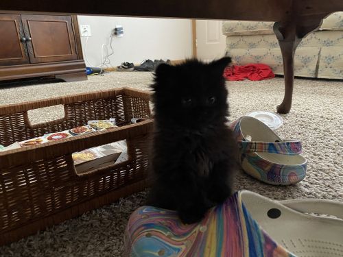 Chantilly-Tiffany Kitten