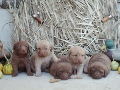 chesapeake bay retriever puppies