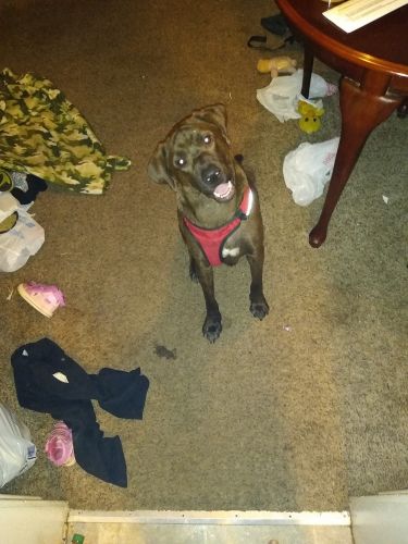 1 year old Chocolate Lab