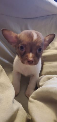 Chiapom puppies 1 male, 1 female