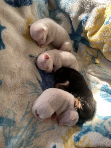 Chihuahua Puppies