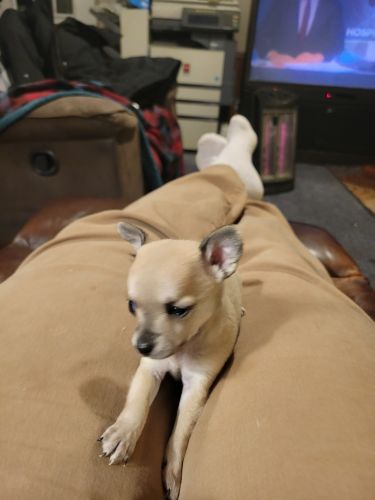 Tiny Chihuahua Puppy