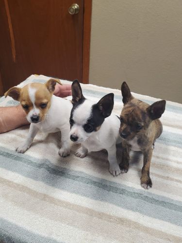 8 week old male chihuahuas