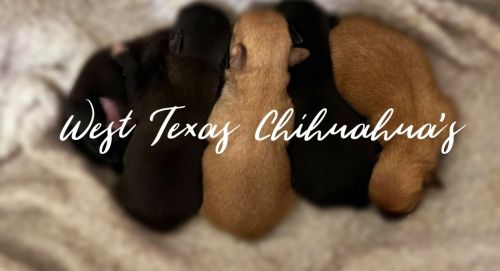 Pedigree Chihuahua Puppies