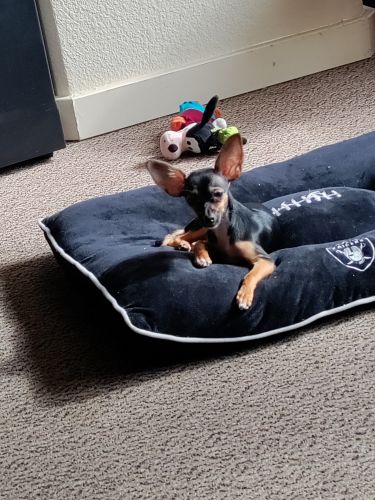 mini Chocolate / Tan Chihuahua