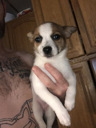 Chihuahua Puppy