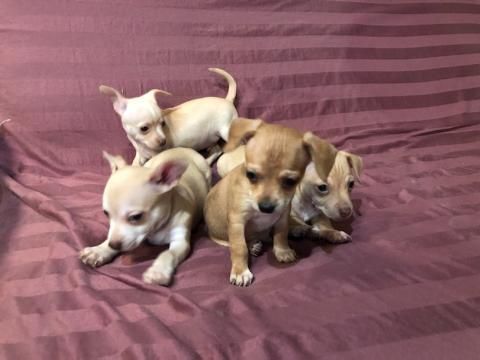 Chihuahua Puppies