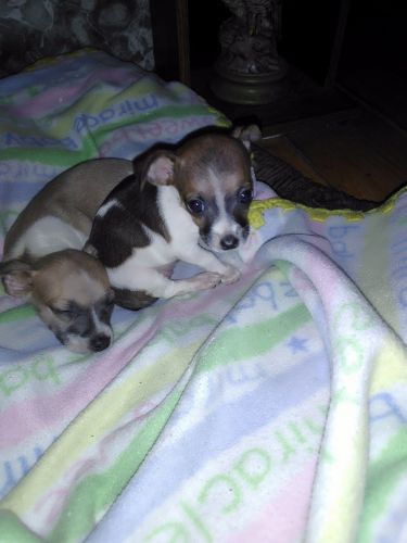 Chihuahua puppies