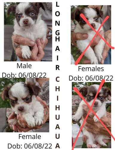 Long haired Chihuahuas for sale