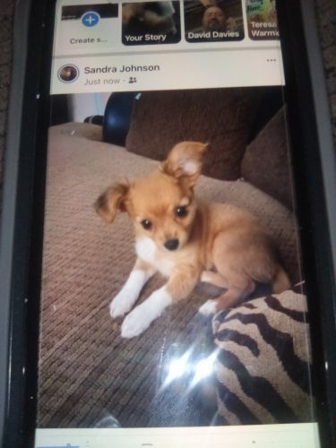 3 months rehomeing puppy