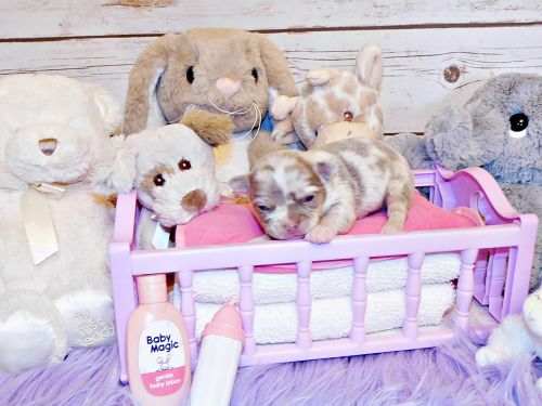 Rumble Perfect Apple Head Lavender Merle Baby