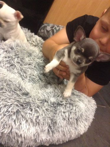Chihuahua Puppies For Sale