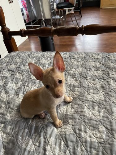 Chihuahua puppy