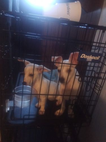 Two Chihuahuas For sale