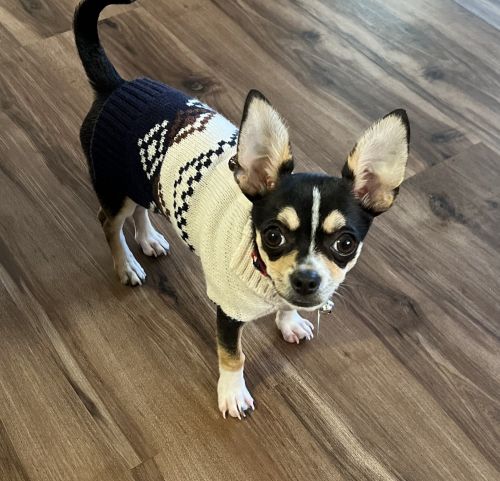 ACA registration 8 month old male