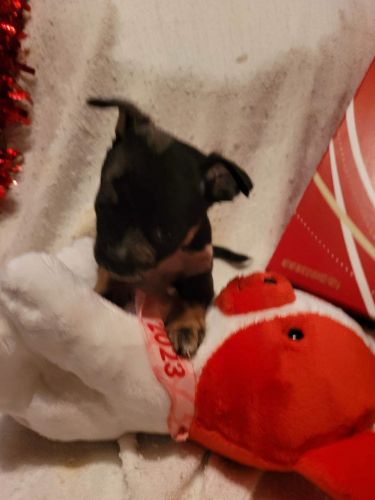 Male Chihuahua puppies