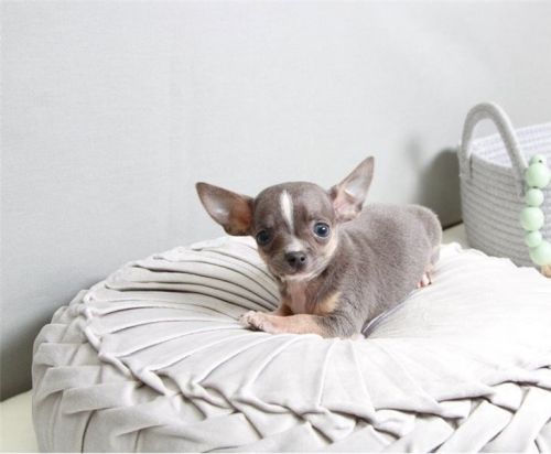 Chihuahua puppies available.