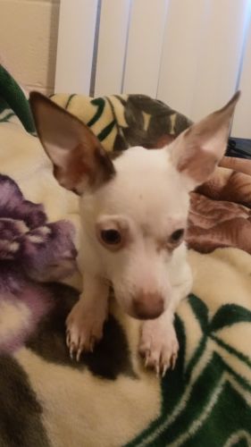 Please help free puppies