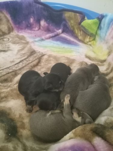 Chihuahua/ min pinscher puppies