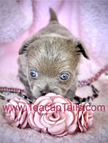 TEACUP MICRO GIRL \ LOVE\ 