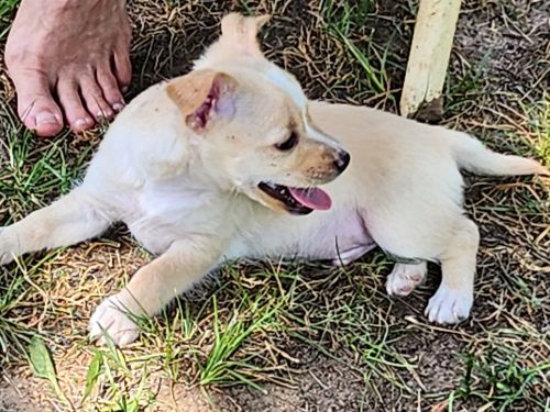 Chihuahua 10 weeks old