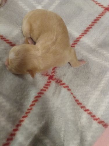 Chihuahua puppies