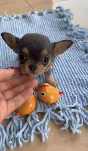 Chihuahua Puppy