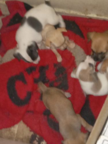 Puppies for sale