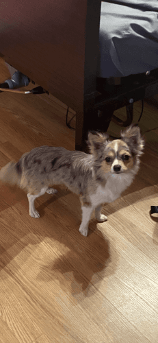 I have puppies and adults