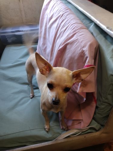 2 14 month old Chihuahua girls