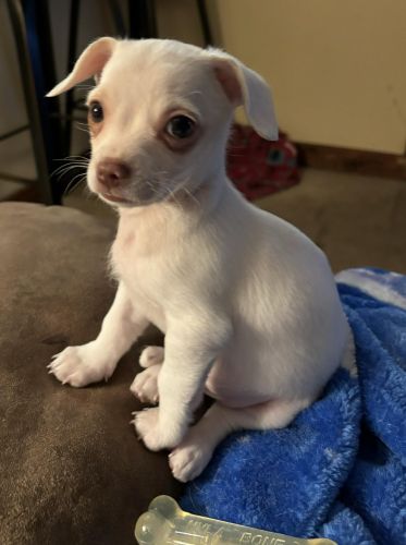 Pure bred chihuahua puppy