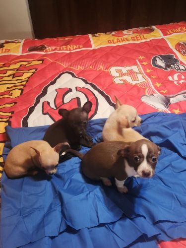 Applehead chihuahua for sale